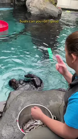 Sushi’s on a roll  Training sessions like these keep the sea otters active and engaged, and help them participate in their own care. Plus they get their favorite snacks! 🦐  #otter #training #animals #sushi 