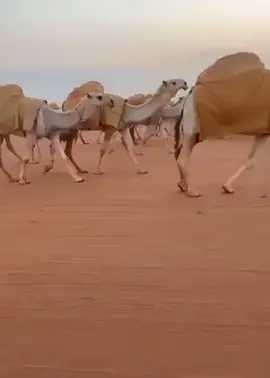 لاترد اخوان بدو عن هواها🐪♥️#عطايا_الله #البل #مزاين_الابل #الصياهد_رماح #الوضح_عطايا_الله #اكسبلور 