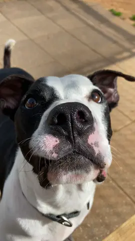 Lazlo is enjoying the nice afternoon weather ☀️ #humanesociety #rescue #adopt #baldwincountyalabama #fairhopealabama #shelter #adoptme #dog #dogsoftiktok #puppy 