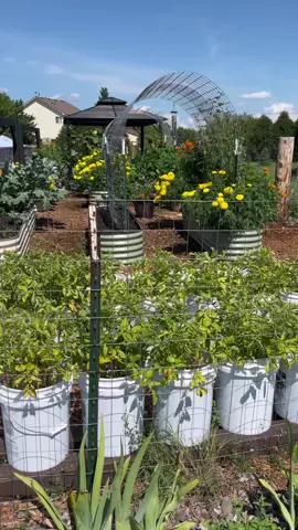 #gardening #gardener #gardenersoftiktok #hobby #Lifestyle #gardenlife #gardenlove #raisedgardenbed #raisedgardenbeds #raisedgarden 
