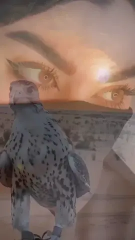 #ياس_خضر_ابومازن_صوت_الارض💖  #عيونك_زرازير_البراري  #الطرب_الاصيل  #تصميم_فيديوهات🎶🎤🎬  #تصميمي  #ترند_تيك_توك  #ترند  #اكسبلورexplore  #viraltiktok  #fypシ゚viral  #مشاهير_تيك_توك_مشاهير_العرب  #الشعب_الصيني_ماله_حل😂😂 