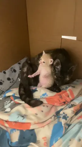I love watching Rue and her baby interact. She loves him so much and does a great job caring for him. He is the only survivor of her little of 4 kittens 😓 He is a fighter!! Please spay/neuter your pets so families like these don’t end up on the streets facing de@th like Rue’s babies did 😔  #catlover #catrescue #kittenrescue #fosterkittens #fostermom #animalrescue #animallover #adoptdontshop #tortie #cattok #cutecats
