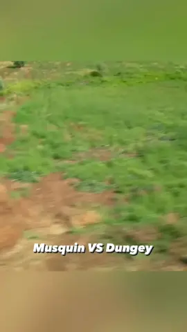 Check out the full run of Red Bull/KTM Factory Riders Ryan Dungey and Marvin Musquin going head-to-head on a 1/2 mile rhythm track with no turns at Red Bull Straight Rhythm. 🎥=@redbull (YouTube) /@loucos_motocross