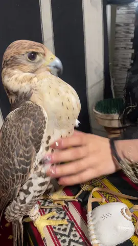 ماشاءالله ✨ #fypシ #explore #صقور #لميس_الجارالله #foryou #يوم_التأسيس 