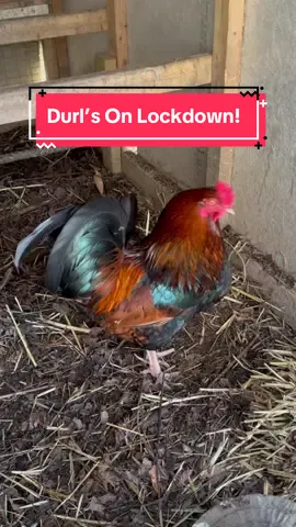 #chickensoftiktok 