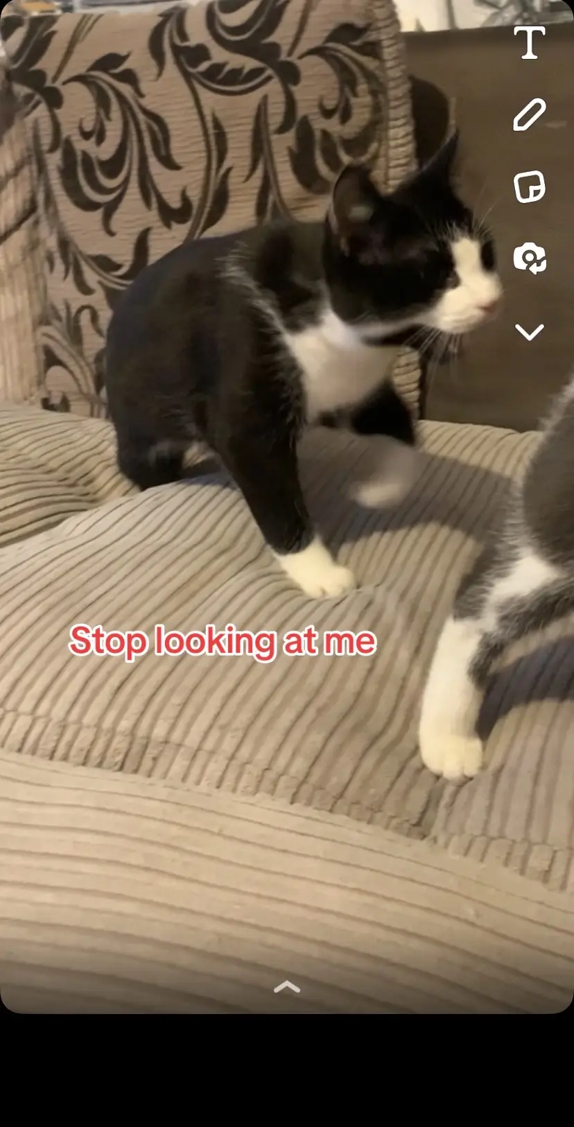 #catsoftiktok #cats #fyp