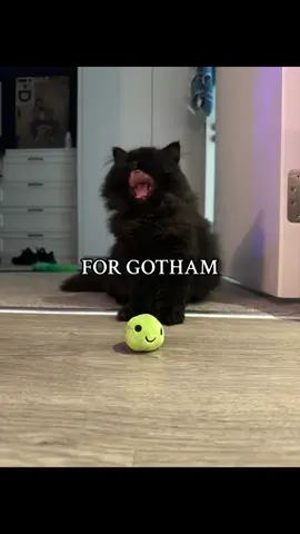 FOR GOTHAM 🦇 #imbatman #catsoftiktok #kittensoftiktok #fyp #fortnite 