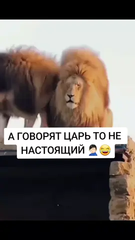 ОЗВУЧКА В ТЕМУ 😂😂😂👍#смех #ржака #животные #жиза #реки #рек #врек #вреки #хочуврек #хочулайки #😂 #👍 