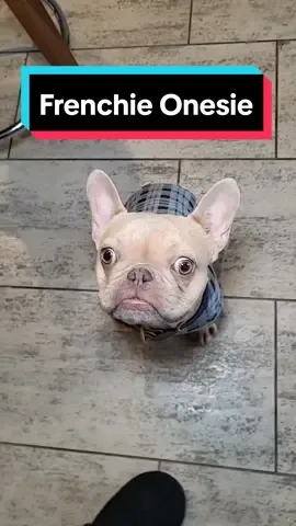 If you have a frenchie, you know how much they shed! I rarely like to pick Tuffy up because I'm covered in dog hairs, but this onesie has saved the day. The stretch on it actually amazed me. There's enough room for all legs, I got him a size medium, it has a potty hole and they're affordable along with super cute patterns. Link tagged above.🤩💙 #dogonesie #dogpjs #dogsthatshed  #frenchiesoftiktok 