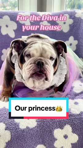 Maddie is our little princess 👸and is such a “girly girl” so when we saw these toys, we had to order them for her. So fun! We know we have several TikTok pup friends out there that are also total divas so we thought  we would share😊. #diva #dogsoftiktok #pamperedpets @Nocciolatoys 