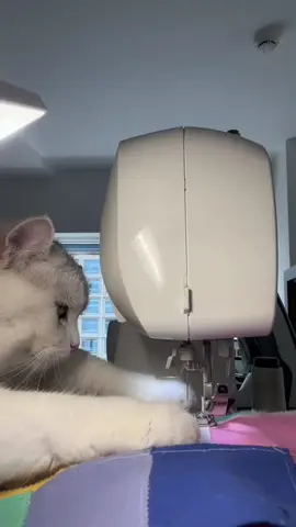 rồi rồi. bọn nó chiếm hết Trái Đất này rồi #thucung #pets #PetsofDyson #yeuthucung😘😘 #viral #xuhuong #thucungdethuong #mèo 