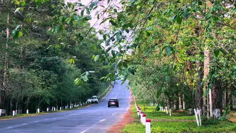 Ngày nắng vàng ấm áp, mùa xuân đã đi qua rồi .. #xuhuong #foryoupage #dulich #mangden #xh #foryou #fyp #mangden_kontum #phongcanhthiennhien #canhdep #dulichvietnam #yeuthiennhien #CapCut 