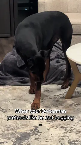 This dog is comedy #doberman #dobermansoftiktok #dogcomedy 