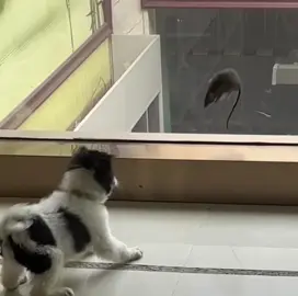 😁😁😁😁😁#dog#funny #fyp #foryou #trending #fypシ #viral #pet #cute #dogsoftiktok 