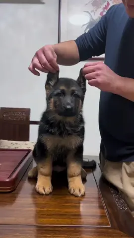 #germanshepherd #germanshepherdpuppy #shepherd #funny #puppy #cute 