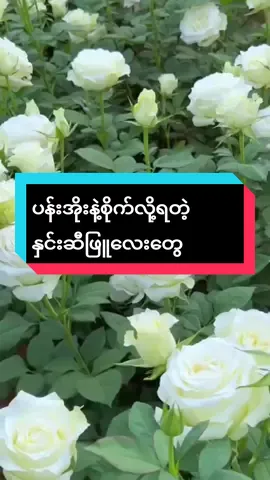 #အဖြူရောင်နှင်းဆီပန်းရဲ့အဓိပ္ပါယ်#အိမ်ရောက်ငွေချေနဲ့ပို့ပေးပါတယ် #ထိုင်းနိုင်ငံအနှံ့ပို့ပေးပါတယ်ရှင့်🥰 #ချွန်ပူရီ #chonburi 