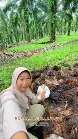 Nyari jamur sawit lagiii🙇🏻‍♀️🍄 #pitaahrld #minivlog #jamursawit 