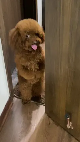 báo chánh quyền hộ đi cô chú #bunquystoc #dog #thucung #cunyeu #poodle #cute #pet #pets #puppy #fyp 