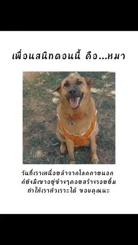 เพื่อนสนิทตอนนี้คือ...🐶💛 #รักหมาจัง #คลิปหมา #เพื่อนสนิท  #หมาน่ารัก 
