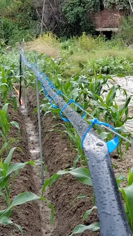 What are the benefits of hanging drip irrigation belts#hose #hoseforwater #pvchose #irrigation #garden #hose10miters 