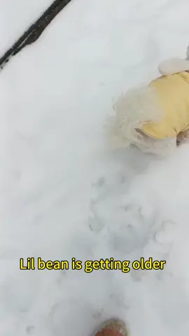 That’s how lil bean enjoys the snow#rescuedog #straydog #doglover 