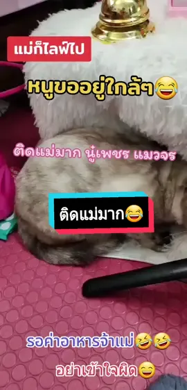 #ติดแม่มาก #นู่เพชรแมวจร #ทาสแมว #แมวกวัก  #เอิมมี่เฮง 