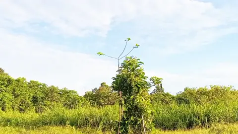 mikat serindit #fyp#teripassolo #serinditsabahan#kingteripassolochannleyoutub 