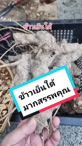 มาดูสมุนไพรข้าวเย็นใต้กันครับ‼️ #โรคเก๊าท์ #longervideos #หมอสมุนไพร 