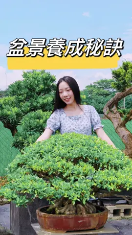 盆景到底是怎麼養到這麼壯的呢？ #盆景 #盆栽 #造景 