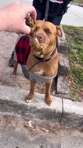 ((FULL VIDEO)) IF A DOGS PRAYERS WERE ANSWERED, BONES WOULD RAIN FROM THE SKY. 🦴 #Dog #Bone #Hungry #Animals #HomelessDog #GiveBack #HelpAnimals #BeKind #SpreadLove 