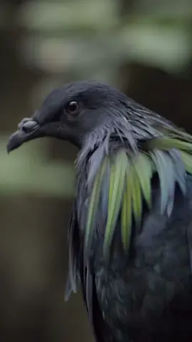 Le Nicobar à camail également appelé Pigeon de Nicobarest la seule espèce actuelle du genre Caloenas. Il tire son nom du fait qu'il réside principalement dans les îles Nicobar, archipel dans l'est de l'océan Indien.🪶🐦‍⬛#pigeon #ocean #insain #blacke #bird 