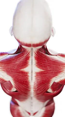 👀💥 Ever think about what helps you swallow, talk, and turn your head? Let's zoom into the deep neck muscles with our 3D models! #DeepNeck  #AnatomyMagic  #LearnWithSciePro  #EduTikTok  #sciart  #medart  #vray  #3d  #3dmodel  #animation  #Science  #health  #physio  #cardiology  #med  #medical  #meded  #medicalstudent  #anatomy  #3dmodel  #rendering  #autodesk  #zbrush