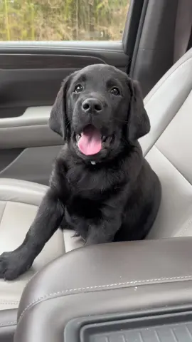 Rigg is one of the bestest boys!  💙 #labsoftiktok #labpuppy #labpuppies #labradorretriever #labradorpuppy #puppy #puppylove #doglife #doglover 