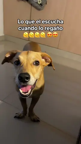 Jajaja 😅 #perritos #tobyalejandro #cosasdeperritos 