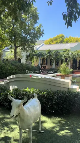 One of the best vineyards in cape town a must visit #capetownsouthafrica #capetowntiktok #travelcontentcreator #capetownrecommendations #fairview #fairviewwinetasting #viatortravel #fairviewwinery #fairviewwineandcheese 