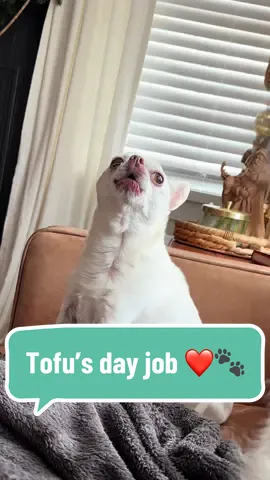 Workin 9 to 5 for these puppy treats! #seniordog #securitydog #chihuahua #dogsoftiktok #tofuthechi #bark 