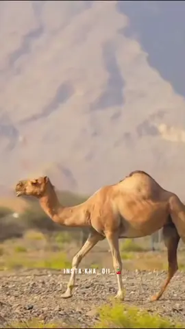 #موريتانيا #نواكشوط #لغن_الحساني_الموريتاني🇲🇷 #الهول_الحساني #المدح #nouakchott #mauritania #kha___diii 