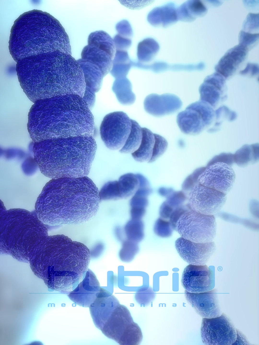 Streptococcus pneumoniae animation | pneumococcal bacteria | pneumococcal diplococci animation An immersive, microscopic push through a field of pneumococcal bacteria, the culprits behind pneumococcal pneumonia. #microbiology #streptococcuspneumoniae #pneumococcal #bacteria#pneumonia #hybridmedical