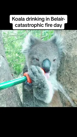 #animals #strangestory #humorous #protectanimals #koala #foryou 