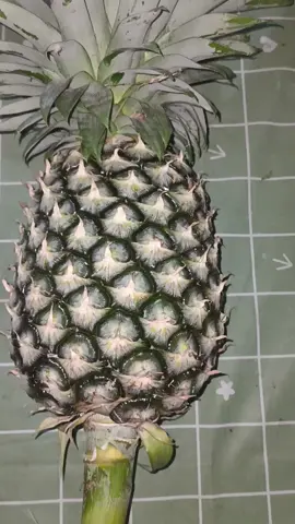 nanas muda. cara mematangkannya. coming soon #nanas #buah #tanaman 