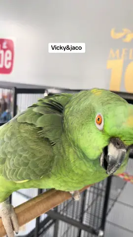 Loro llorando #talkingparrot #amazonparrots 