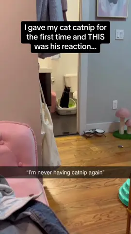 Bro is questioning all 9 of his lives 🤣🤣 #Pubity (Jacob Faber via @ViralHog)