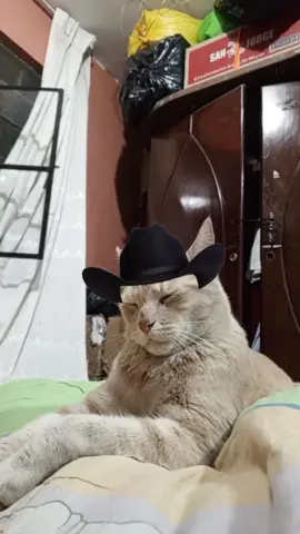 XD 