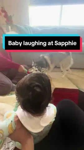 No one can make baby laugh like Sapphie can 😭❤️ #dogs #dogandbaby #dogsoftiktok #fyp 