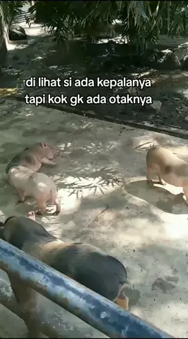 otaknya kemana ??