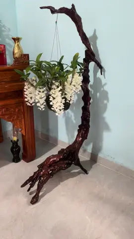 kiều trắng rừng #lan rừng 