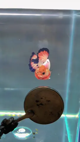 Gimana kalau kita kasih julukan ni ikan PK doflaminggo guys,, Menurut kalian cocok gak nih ?? 😄 #fyp #fypシ #fypシ゚viral #ikan #lespektailseries #ikanhias #cupangkontes #bettafish #ikandalamkolam #CapCut #cupanggalak 