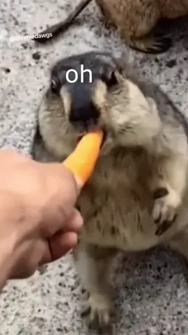 Die Dawgs probieren #wenntieresprechenkönnten #lustig #witzig #funny #tiere #animals #meme #lachen #happy #murmeltier #2homiedawgs