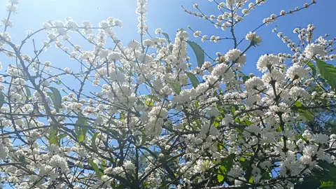 Giới thiệu loài hoa đẹp nhất Tây Nguyên #HoacapheTayNguyen #hoacaphe #TayNguyenmuanaydeplam #taynguyen #DakNong 