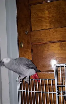 Grey imitates the neighbors getting it on, 😆 🤣  #Grey #Grey the African Grey Parrot  #African Grey Parrot  #Grey imitates neighbors getting it on #Funny African Grey Parrot 